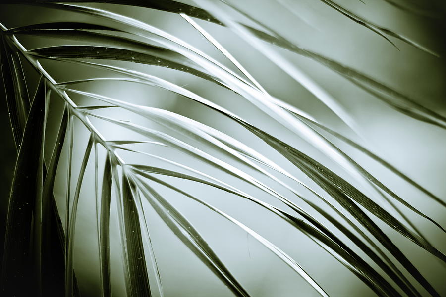 Palm Elegance Photograph by Dof-photo By Fulvio