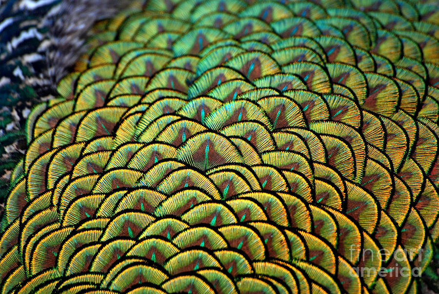 Peacock Photograph - Palm Feathers by Lorenzo Cassina