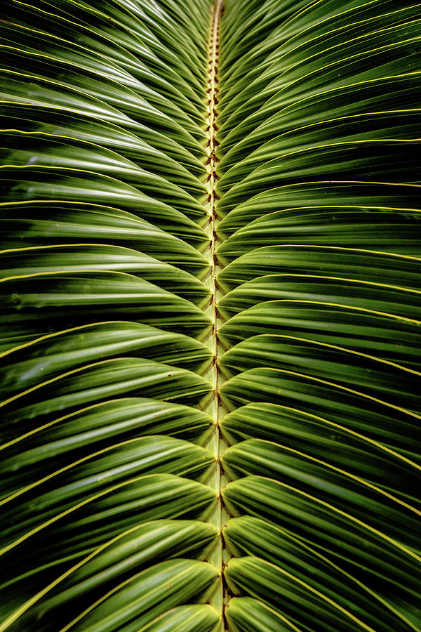 Palm Frond Photograph by Alan Hart