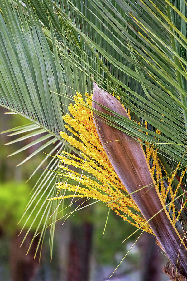 Tree Photograph - Pindo Palm Frond Fan by Christina Carlson