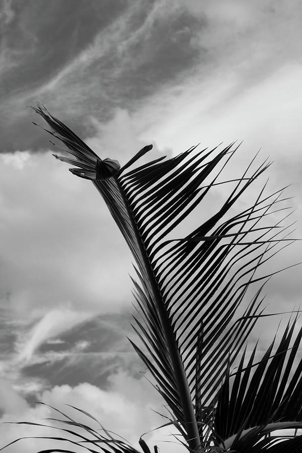 Palm Frond Photograph by Robert Wilder Jr
