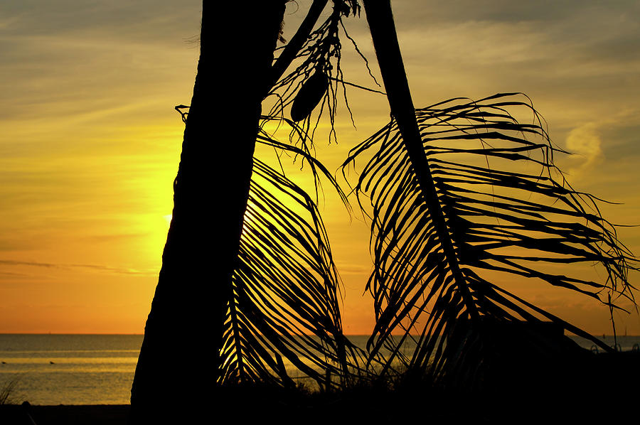 Palm fronds at sunrise Photograph by Edgar Estrada