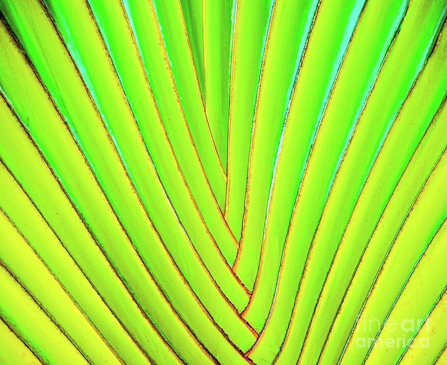 Palms and Fronds - Hawaii by D Davila Palms and Fronds - Hawaii by D Davila