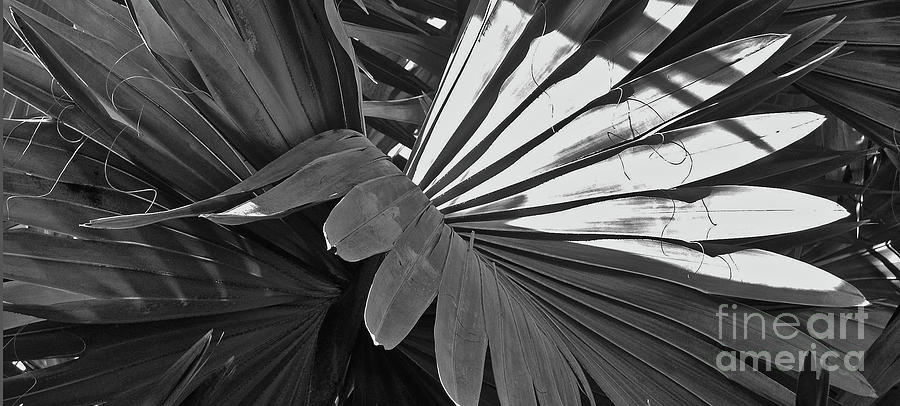 Palm Fronds In Grays Photograph by Ron Long