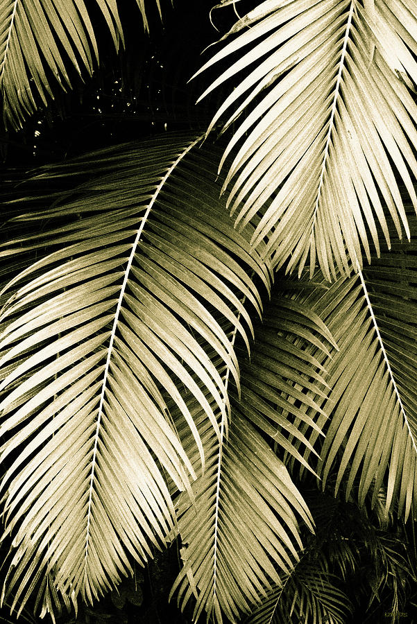 Palm Fronds In Sepia Photograph
