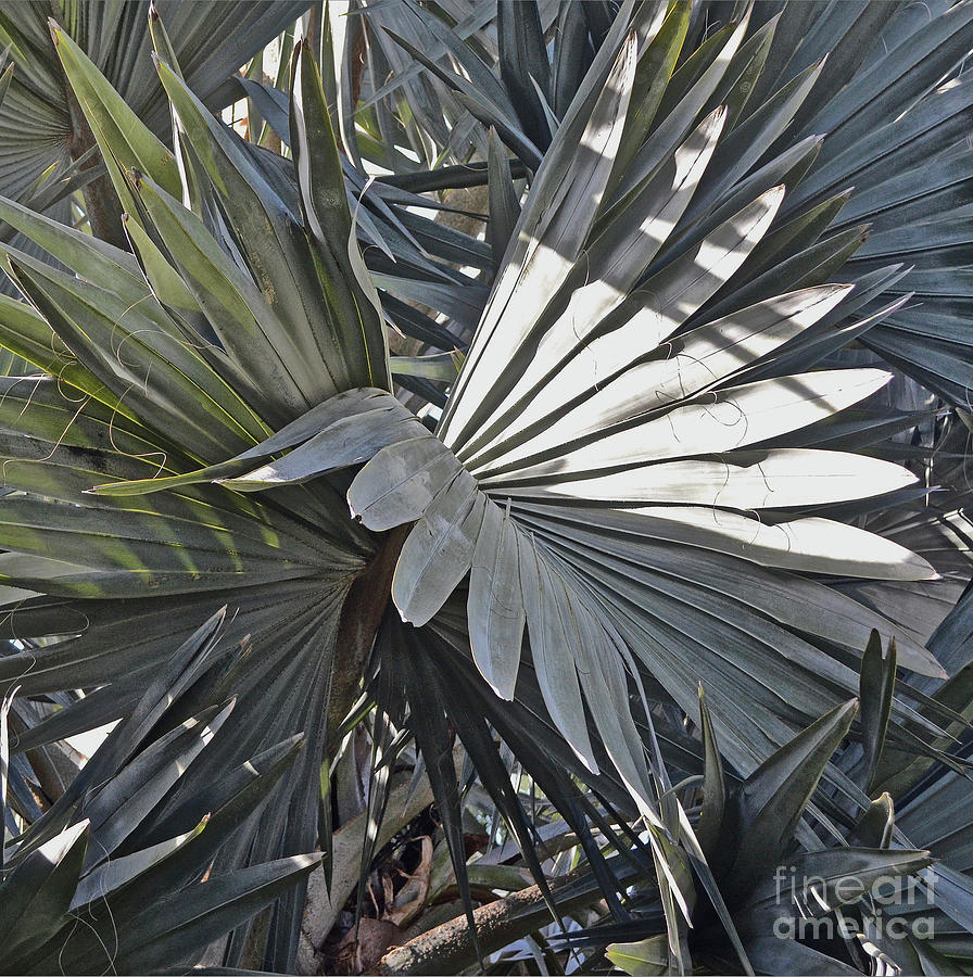 Palm Fronds Photograph by Ron Long