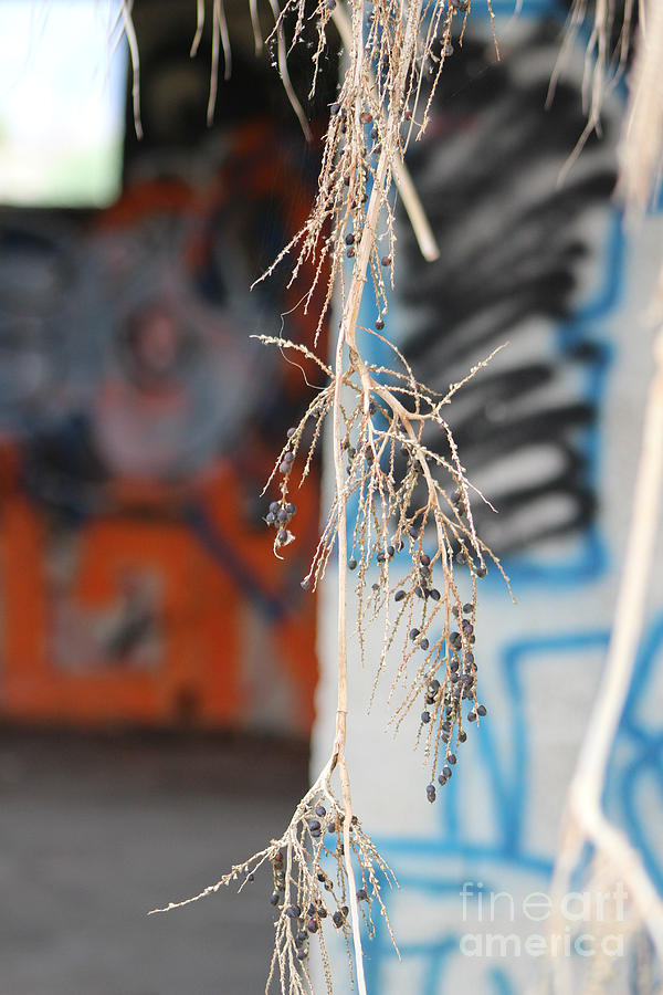 Palm Fruit Hanging In Front Of Graffiti Covered Building Photograph