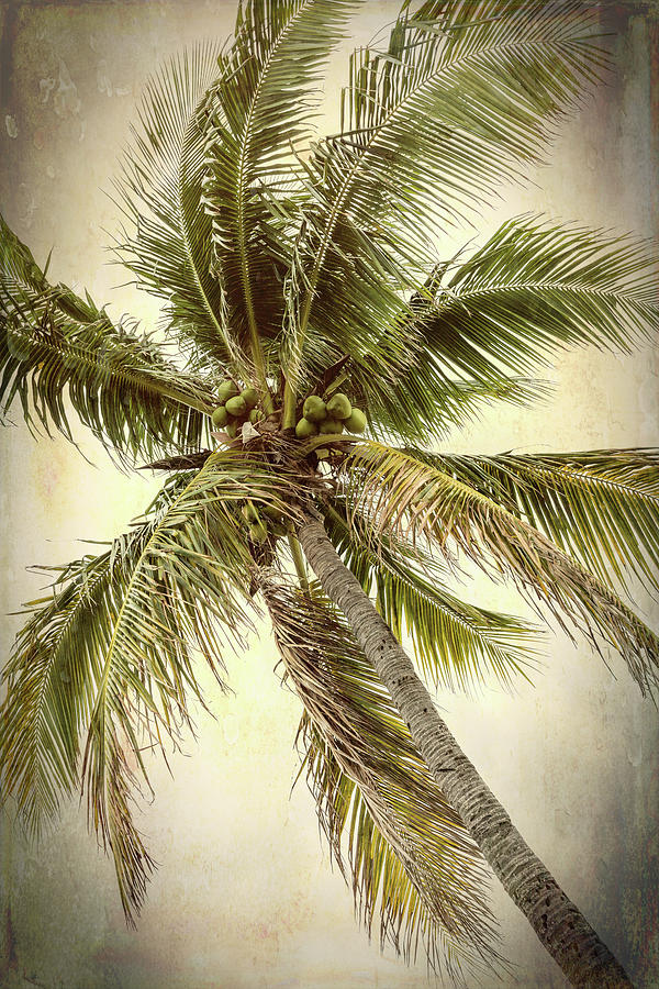 Palm In Paradise - #3 Photograph