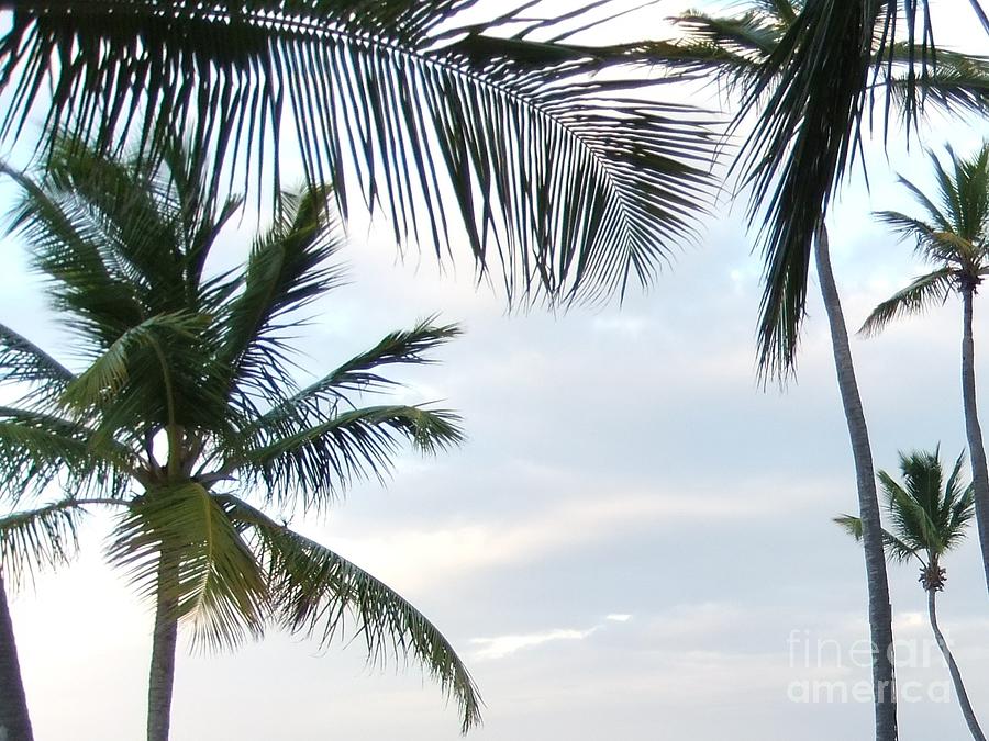 Nature Photograph - Palm In The Sky 32 by Maria Faria Rodrigues