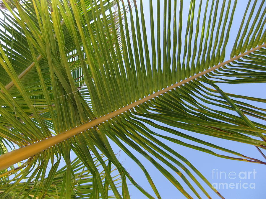 Abstract Photograph - Palm In The Sky by Maria Faria Rodrigues