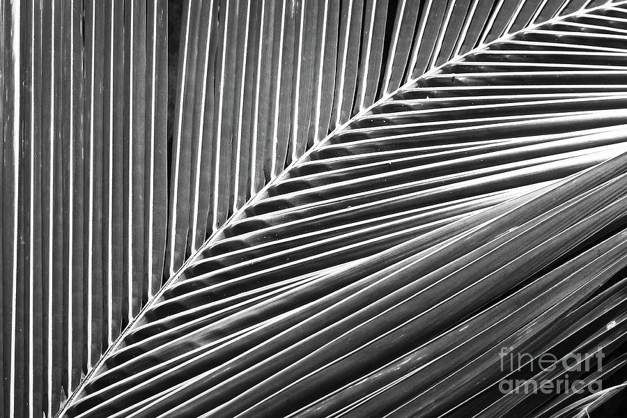Palm leaf abstract Photograph by Delphimages Photo Creations