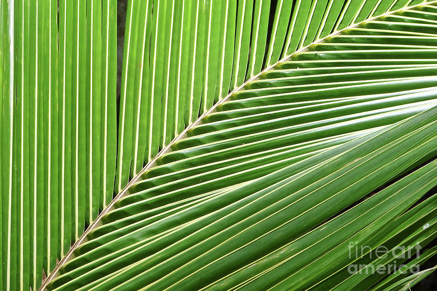 Palm leaf Photograph by Delphimages Photo Creations