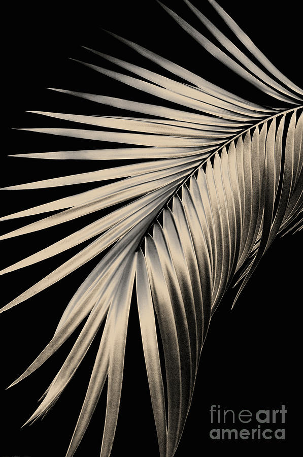 Nature Photograph - Palm Leaf Dream #1 #tropical #decor #art by Anitas and Bellas Art