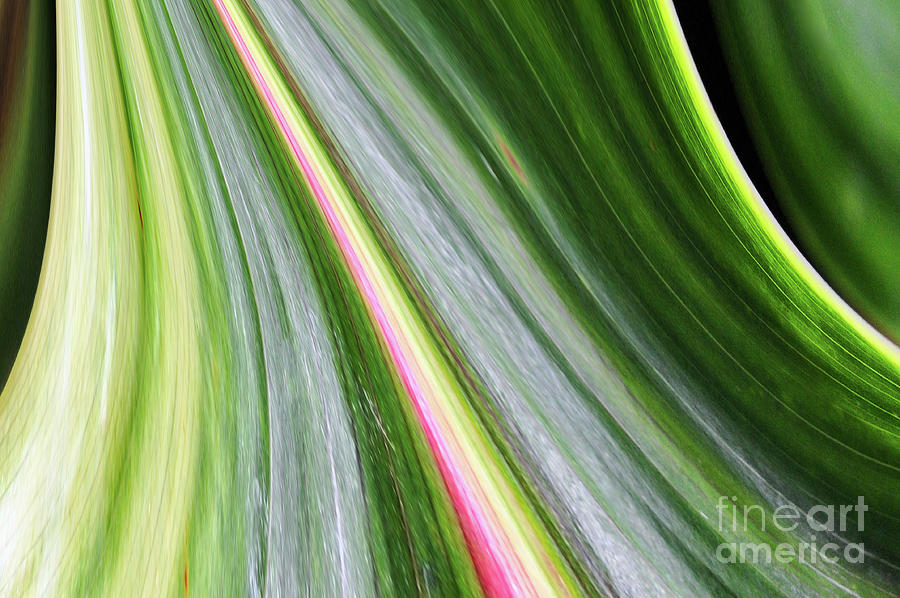 Palm Leaf Abstract  Photograph by Elaine Manley
