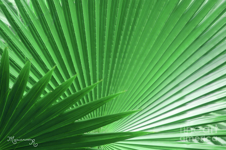 Palm Leaf Photograph by Mariarosa Rockefeller