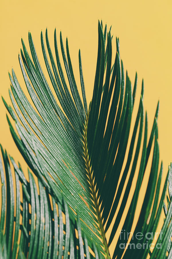 Palm leaf on bright yellow background Photograph by Michal Bednarek