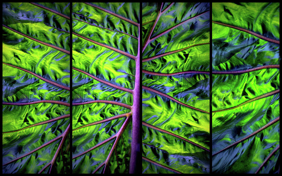 Palm Leaf Panel Photograph by Jessica Jenney