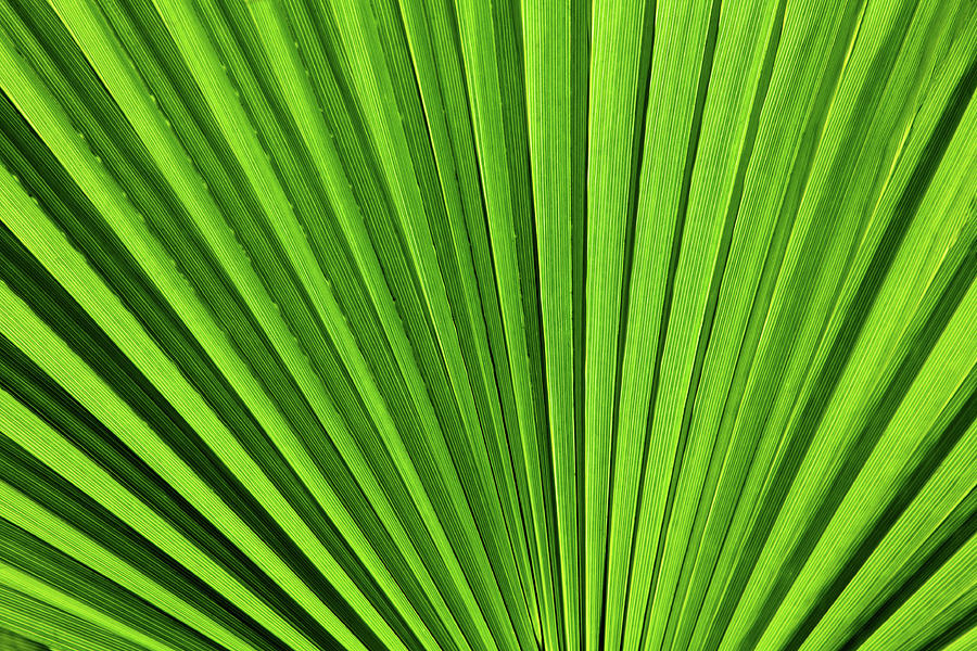 Palm Leaf Photograph by Slobo