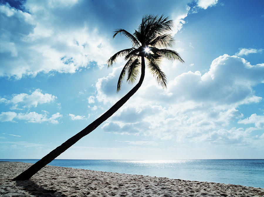Palm Leaning Over Beach, Sun Shining Photograph by Henrik Sorensen