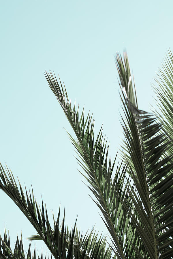 Palm Leaves And Sky_2 Photograph by 1x Studio Iii
