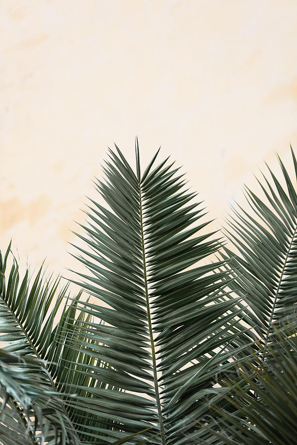Summer Photograph - Palm Leaves And Wall_1 by 1x Studio Iii