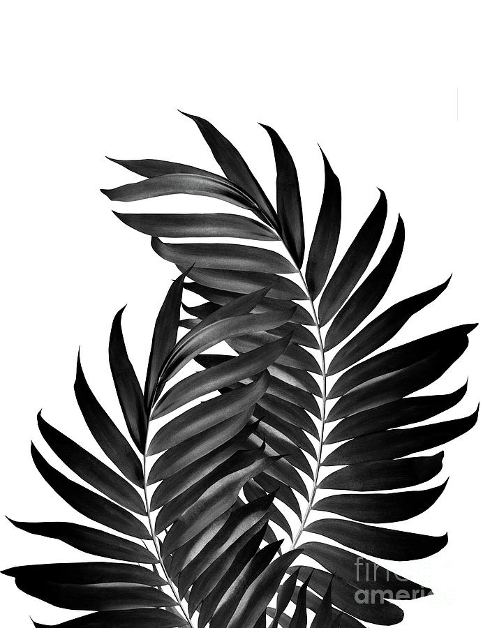 Printable Palm Leaf Black And White - Palm leaves | Graphic art print