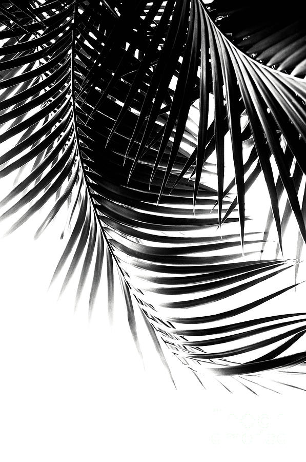 Nature Photograph - Palm Leaves Black White Vibes #1 #tropical #decor #art by Anitas and Bellas Art