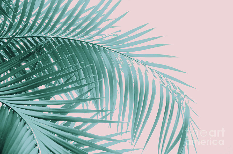 Nature Mixed Media - Palm Leaves Blush Summer Vibes #3 #tropical #decor #art  by Anitas and Bellas Art
