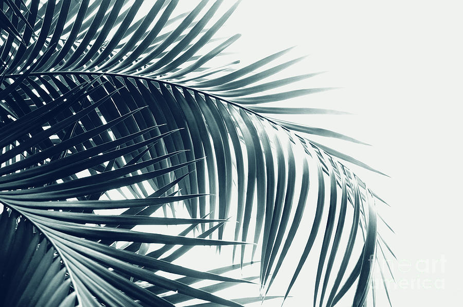 Nature Photograph - Palm Leaves Green Blue Vibes #3 #tropical #decor #art by Anitas and Bellas Art