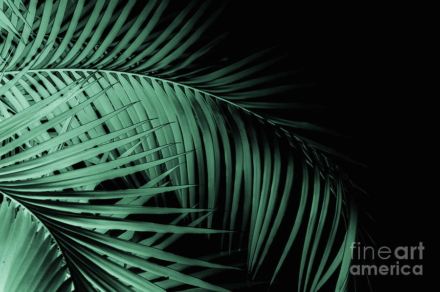 Nature Photograph - Palm Leaves Green Vibes #7 #tropical #decor #art by Anitas and Bellas Art