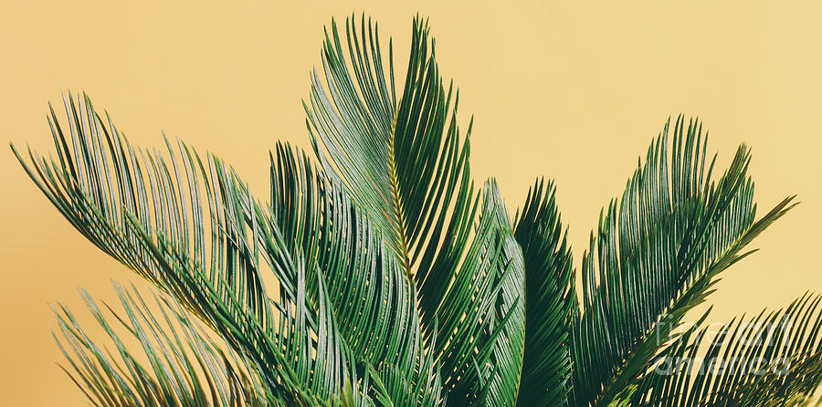 Palm Leaves On Yellow Pastel Background Photograph By Michal Bednarek