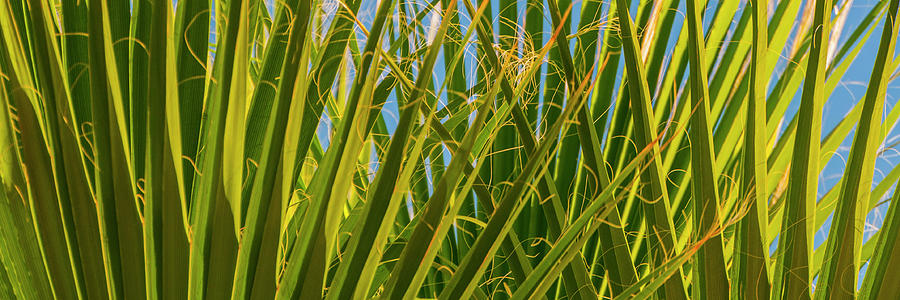 Palm Leaves Photograph by Rob Hemphill
