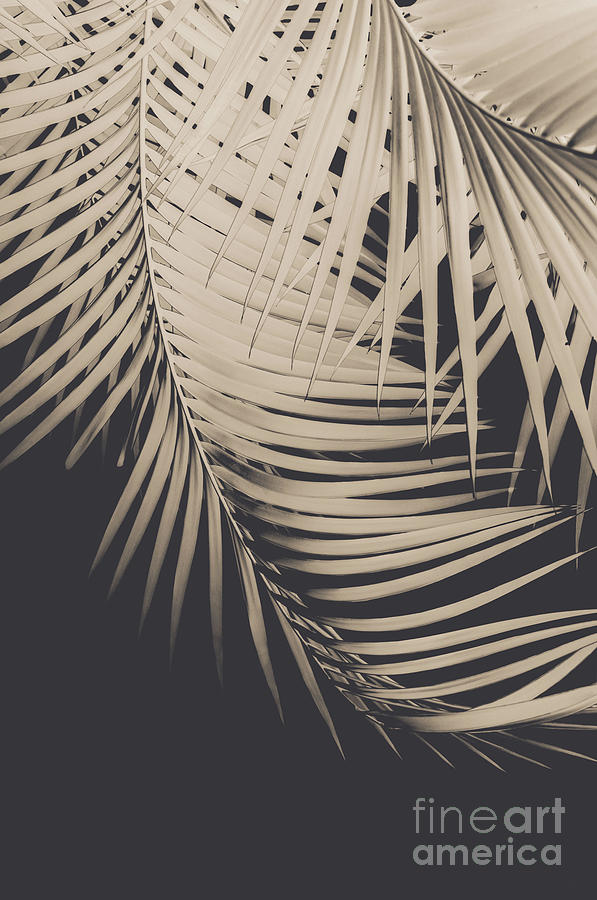 Nature Photograph - Palm Leaves Sepia Vibes #1 #tropical #decor #art by Anitas and Bellas Art