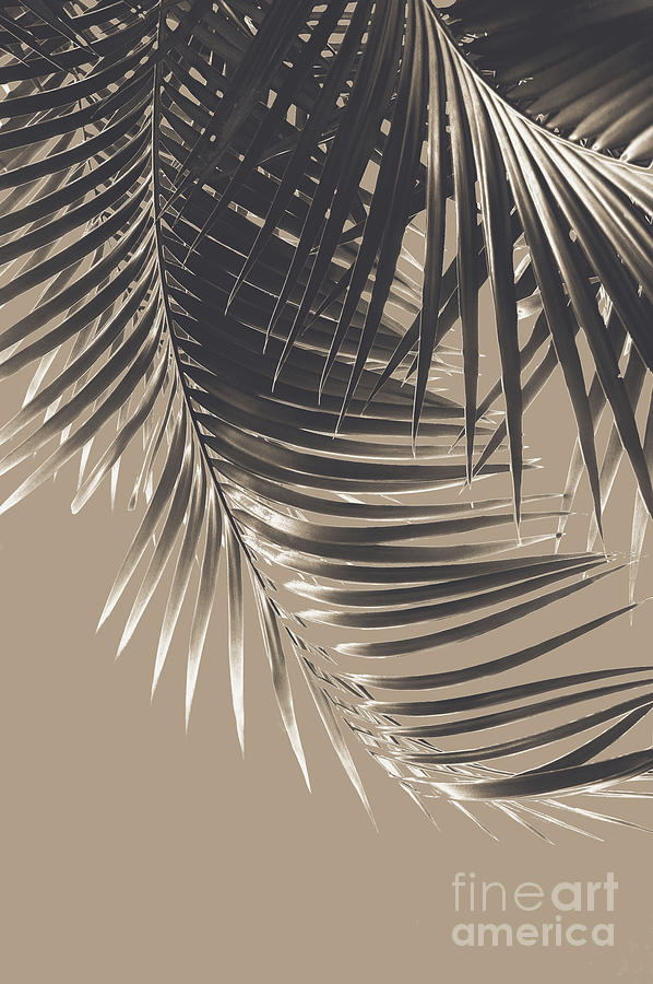 Nature Photograph - Palm Leaves Sepia Vibes #2 #tropical #decor #art by Anitas and Bellas Art