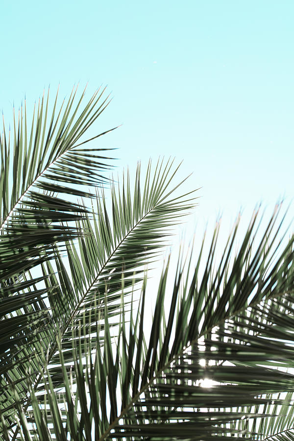 Palm Leaves, Sky_1 Photograph by 1x Studio Iii