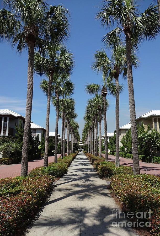 Seacrest Beach Photograph - Palm Lined Pathway by Megan Cohen Seacrest Beach Photograph - Palm Lined Pathway by Megan Cohen