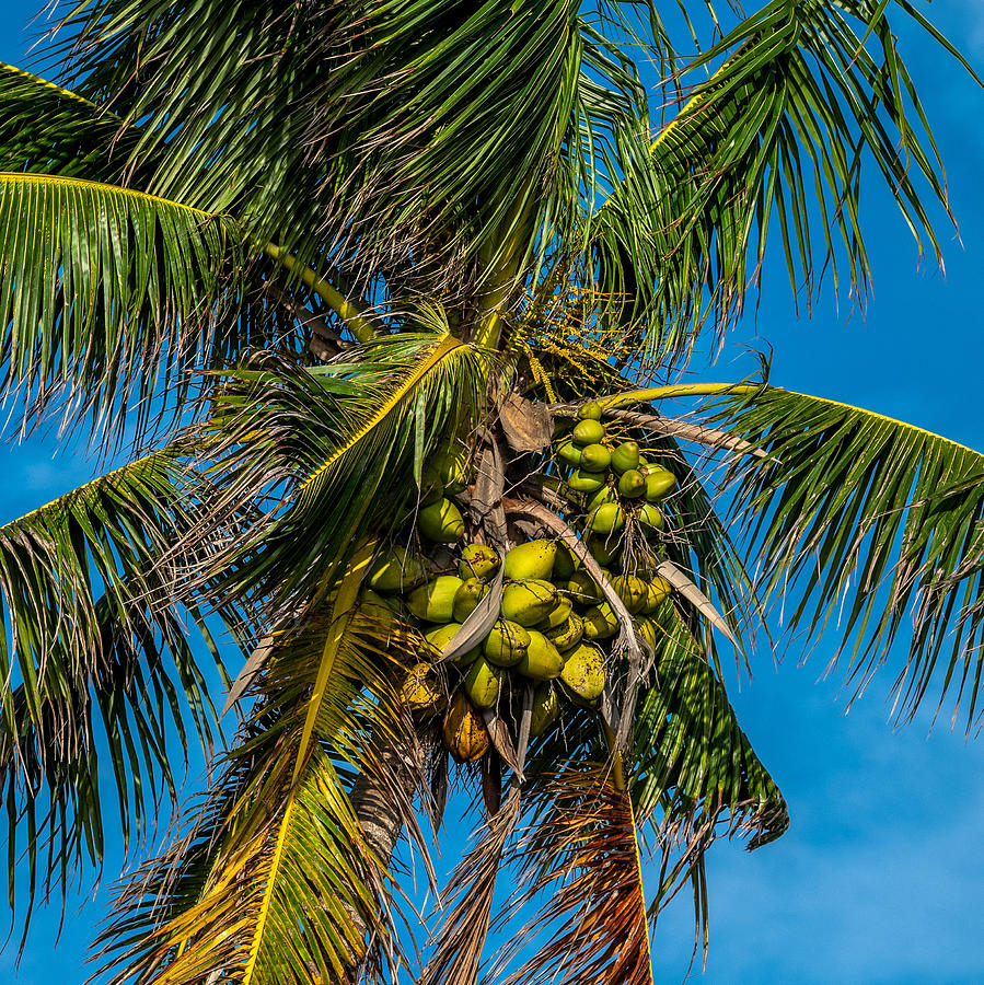 Palm Naples Florida Photograph by Stan Dzugan - Fine Art America