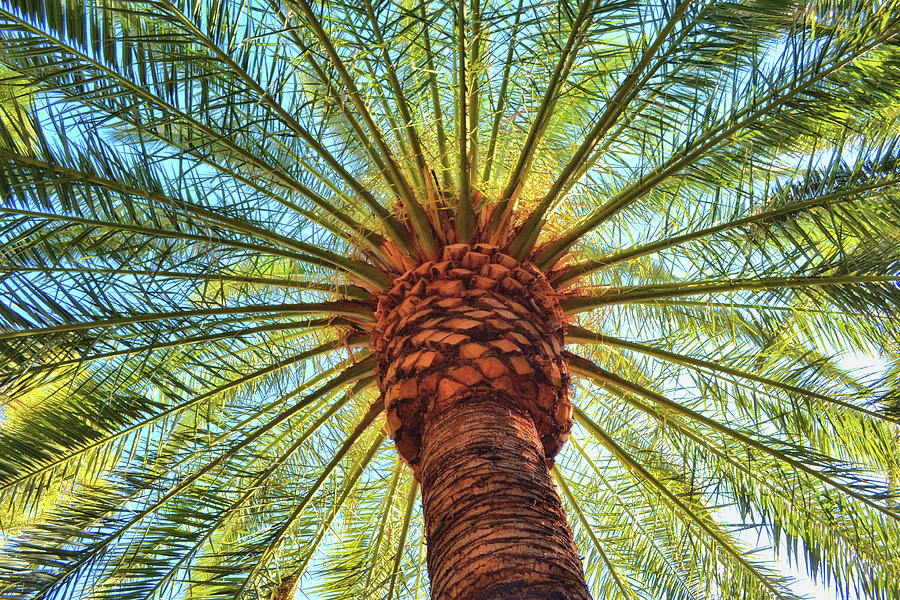 Palm Parasol Photograph by JAMART Photography