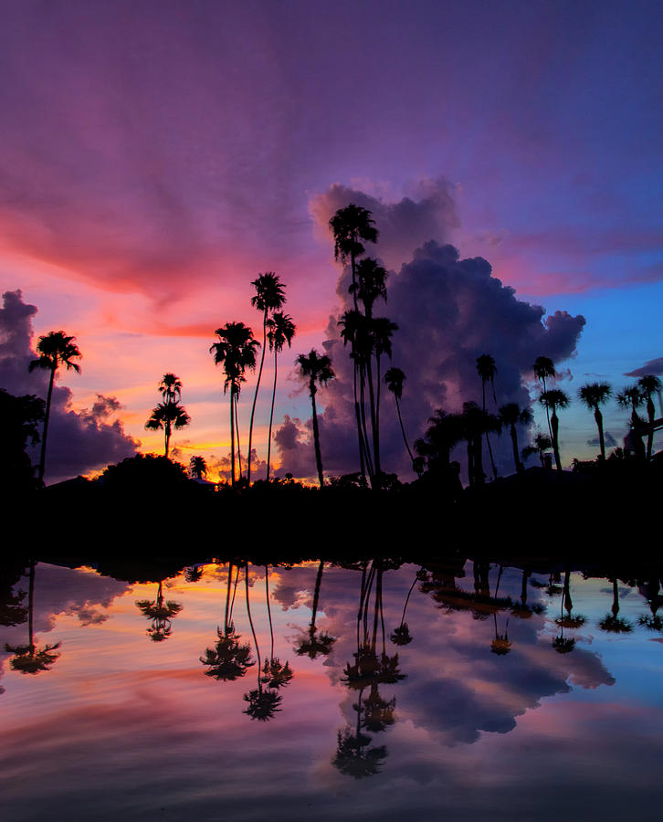 Palm Reflections Photograph by Lisa Malecki