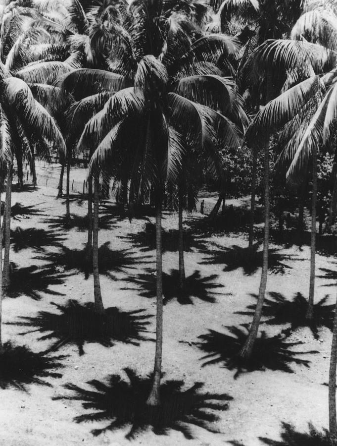 Palm Shadows Photograph by Three Lions