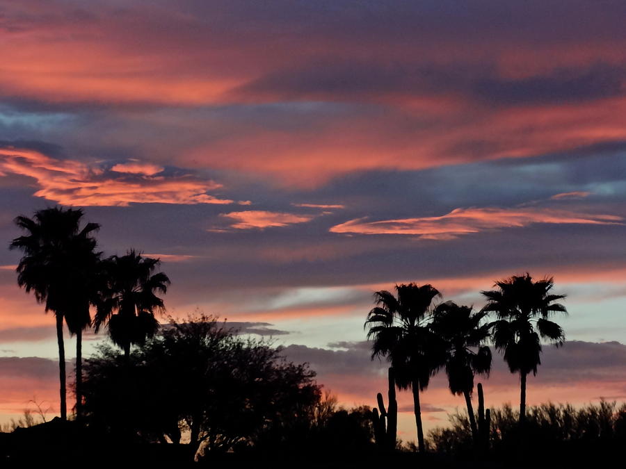 Palm Silhouette Sunset Photograph by Bonnie See - Fine Art America