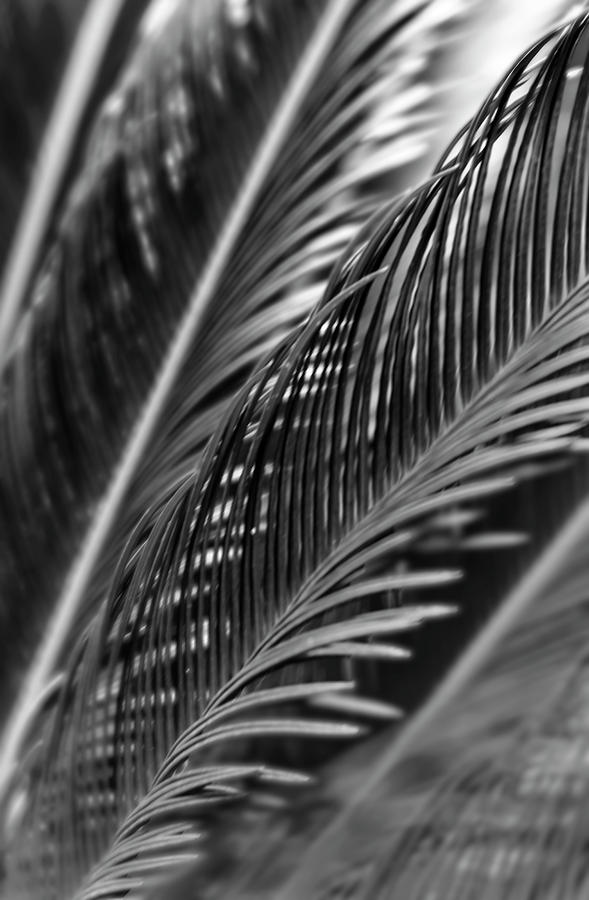 Palm Photograph by Silvia Marcoschamer