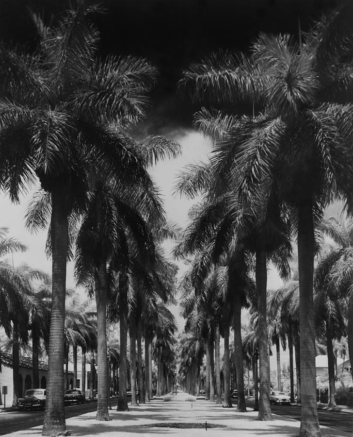 Avenue Photograph - Palm Street by Fox Photos Avenue Photograph - Palm Street by Fox Photos