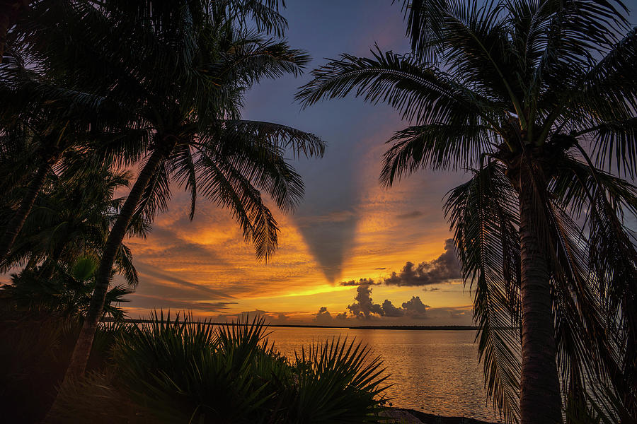 Palm Trees Photograph - Palm Sunrise Marco 3 by Joey Waves