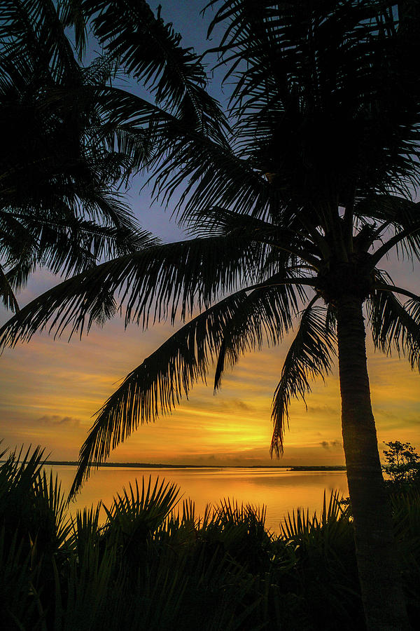 Sunrise Photograph - Palm Sunrise Marco Island by Joey Waves