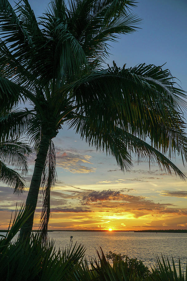 Palm Sunrise Marco Photograph by Joey Waves