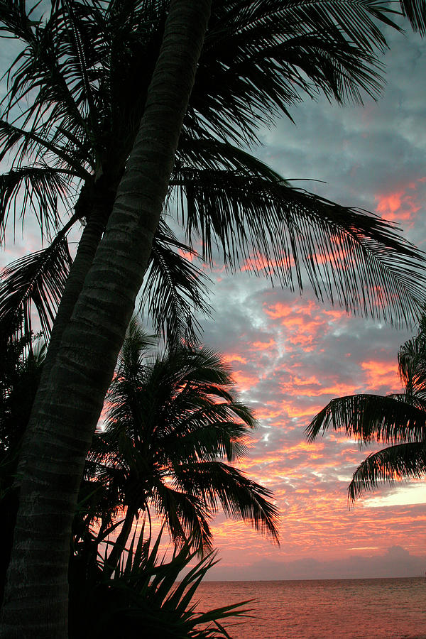 Tree Photograph - Palm Sunrise Vertical by Robert Goldwitz