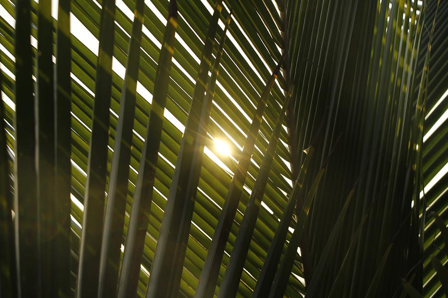 Palm Texture Photograph