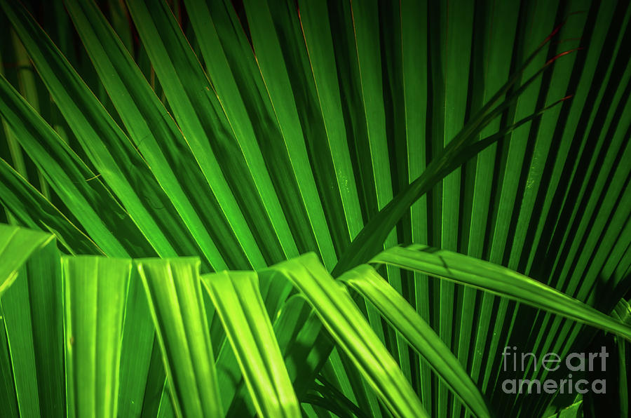 Palm Textures Photograph by Michelle Meenawong