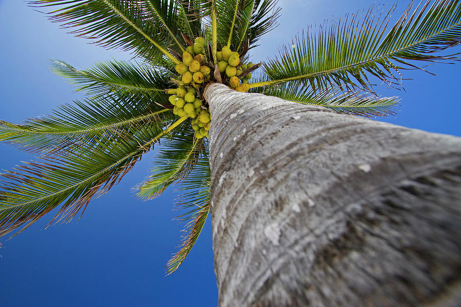 Palm Tree Photograph by © Dollia Sheombar